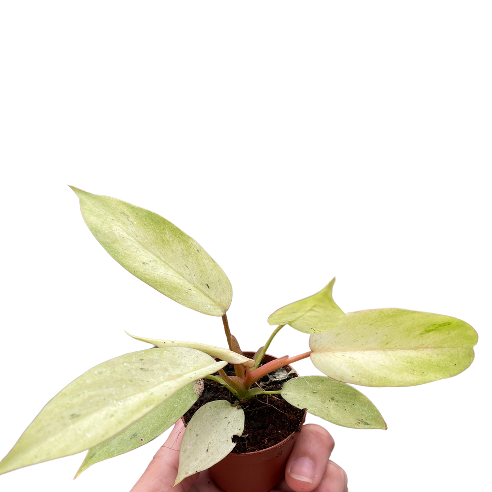 Philodendron 'Snowdrift'