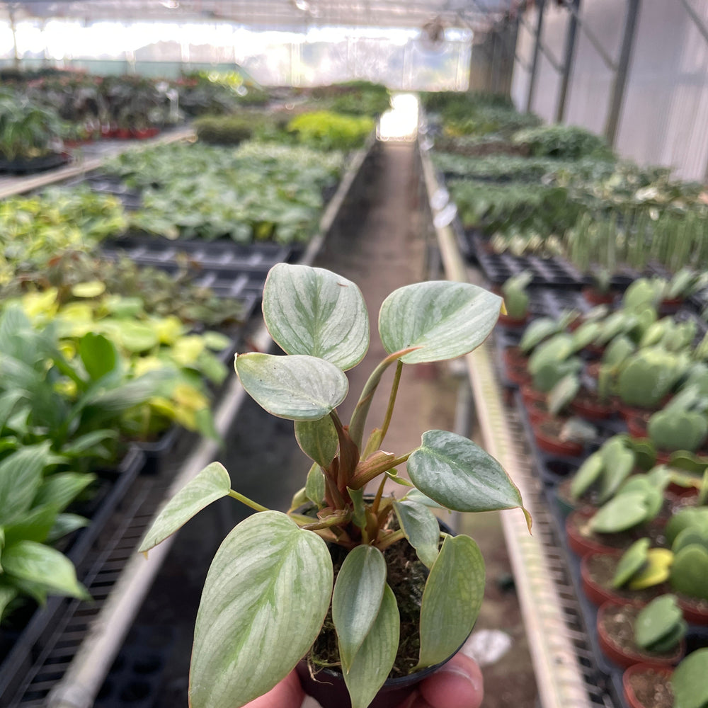 Philodendron 'Sodiroi'