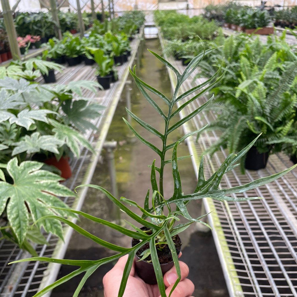 Philodendron 'Tortum'