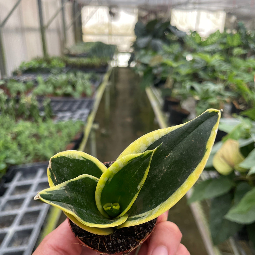 Snake Plant Black Gold
