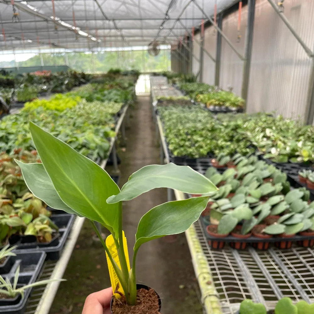 White Bird of Paradise 'Strelitzia Nicolai'