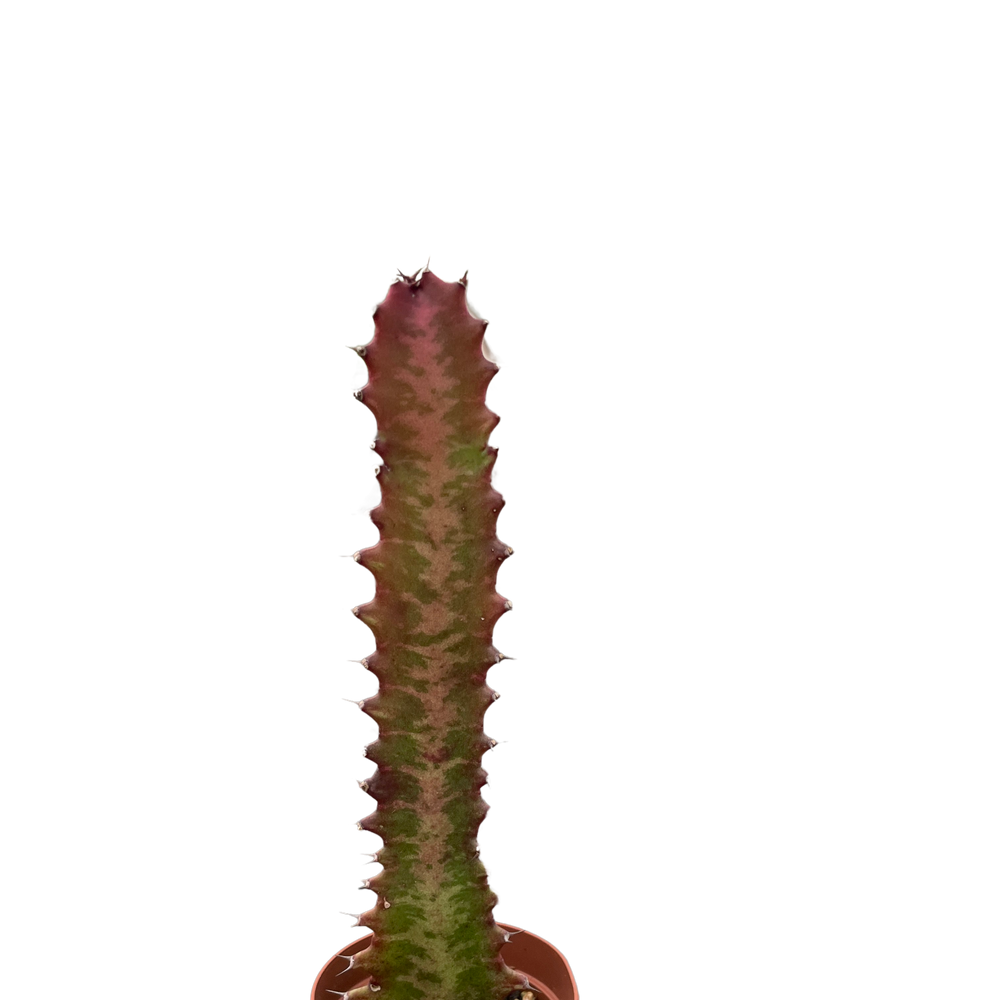 Succulent Euphorbia 'Trigona Rubra'