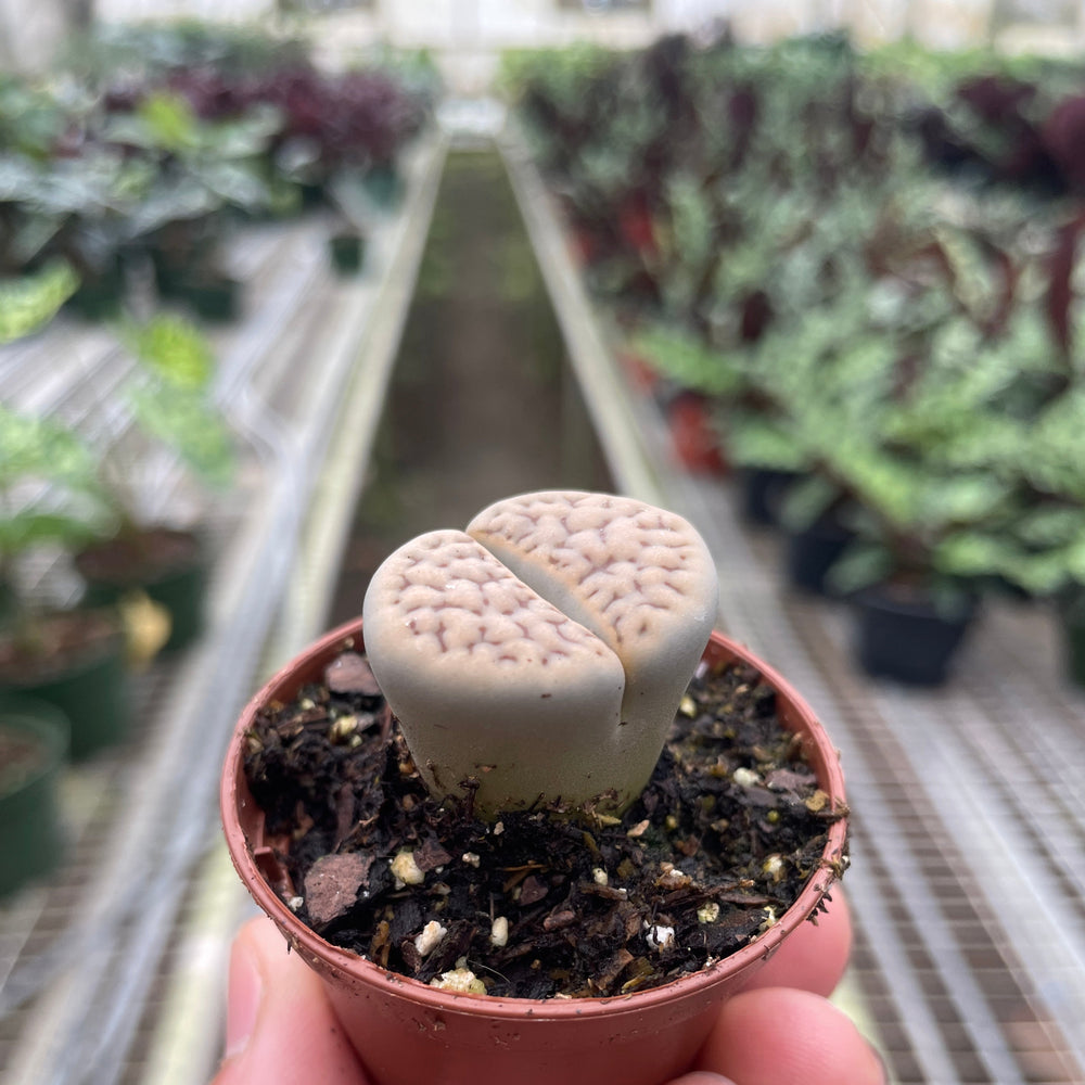 Lithop Living Stone