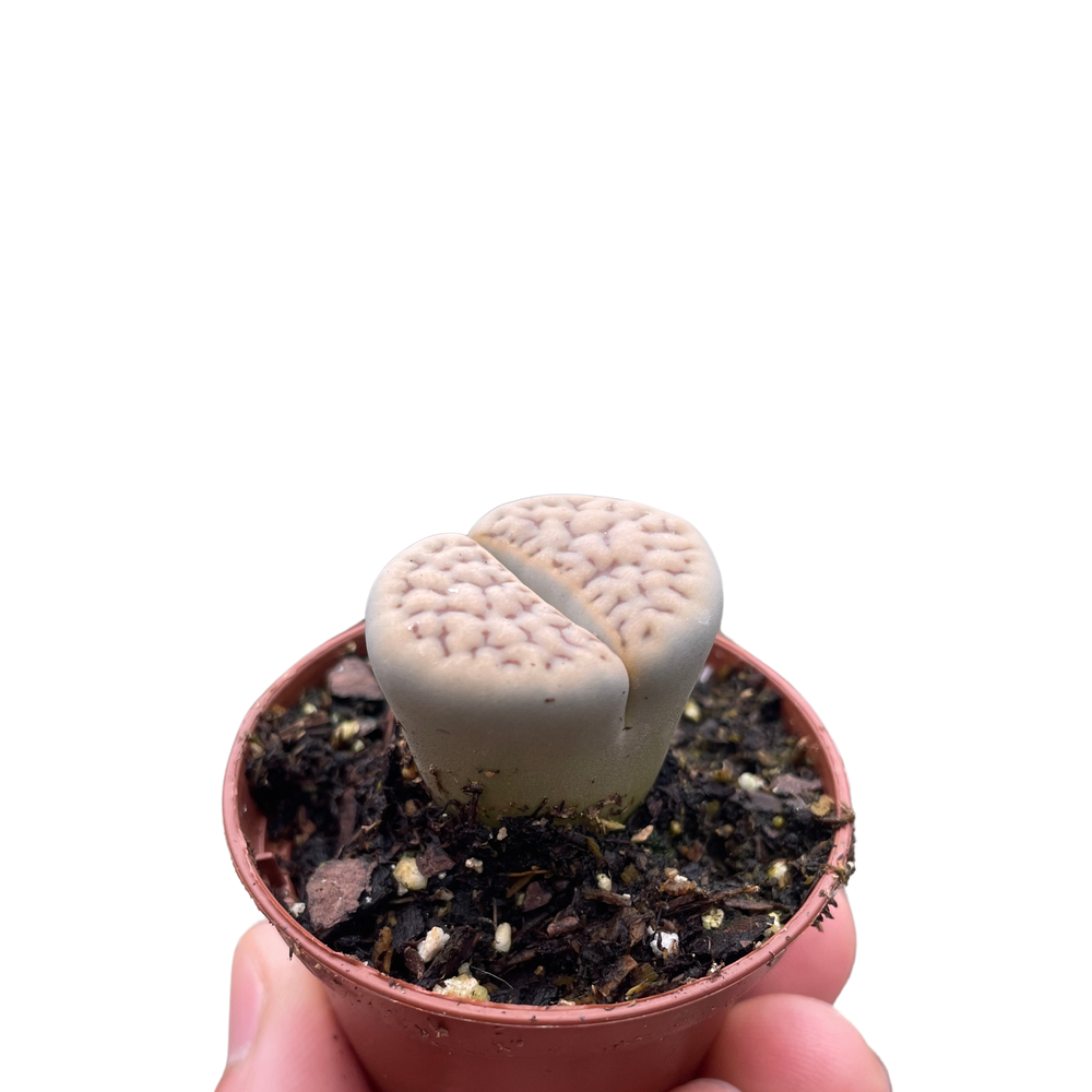 Lithop Living Stone