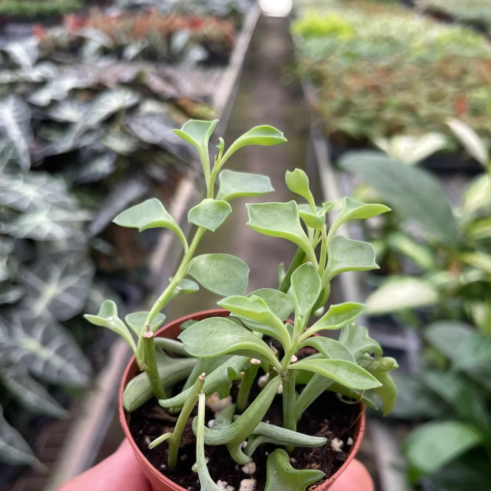 Succulent 'String of Dolphins'