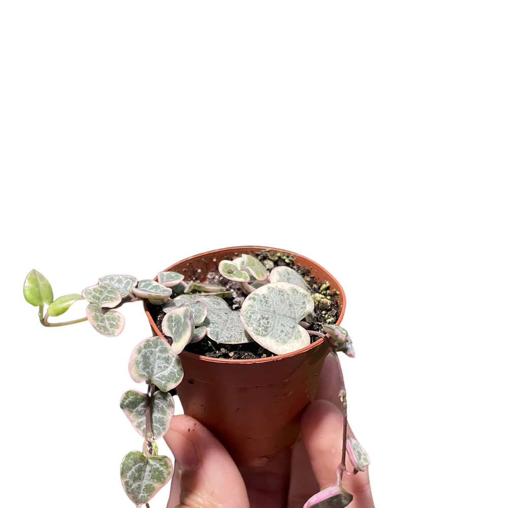 String of Hearts Variegated