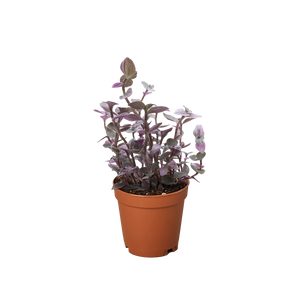 Tradescantia Callisia 'Pink Panther'