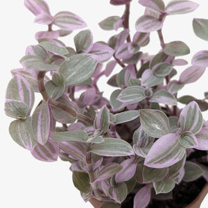 Tradescantia Callisia 'Pink Panther'