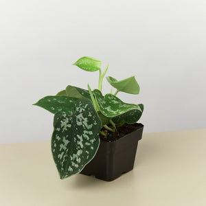Pothos 'Satin'