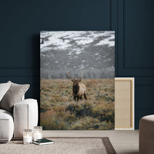 Wild Elk Wall Art Canvas Print – Framed Mountain Wilderness