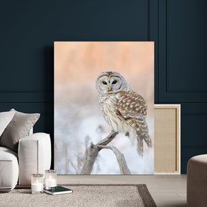 Barred Owl Wall Art Canvas Print – Soft Neutral Wildlife