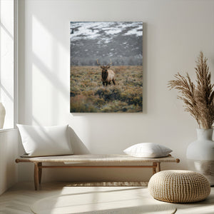 Wild Elk Wall Art Canvas Print – Framed Mountain Wilderness