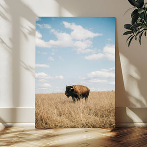 Bison Photography Wall Art Canvas Print – Framed Western