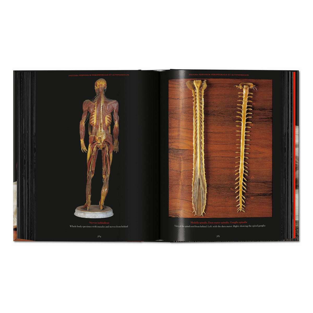 Anatomical Waxes. 45th Ed. (German, French, English)