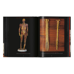 Anatomical Waxes. 45th Ed. (German, French, English)