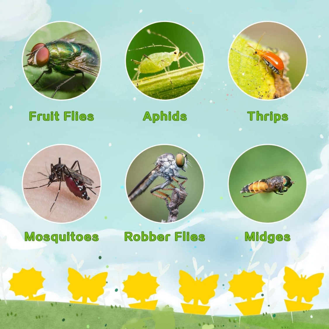 Fruit Fly & Fungus Gnat Traps 36 Pack – Yellow Sticky Bug Traps, Non-Toxic, Odorless, Indoor & Outdoor Plant Protection