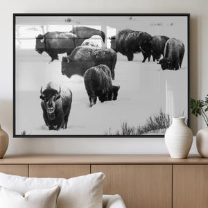 Buffalo Herd Wall Art Canvas Print – Framed Black and White