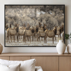 Majestic Elk Herd Winter Canvas, Elk Herd Winter Landscape
