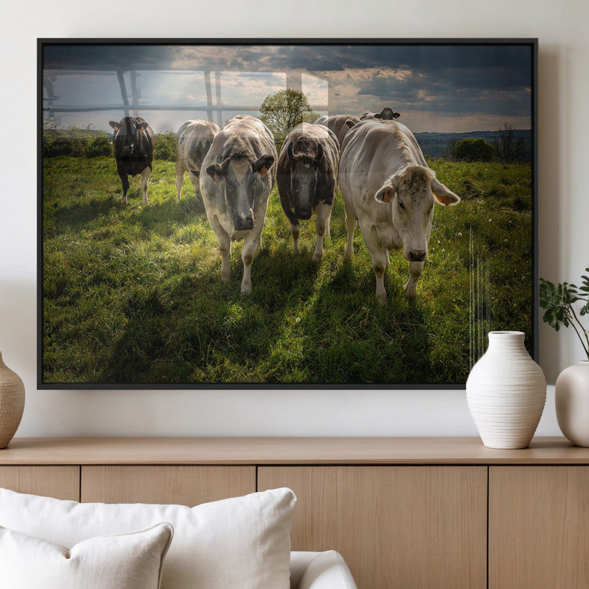 Grazing Cattle Herd Pasture Green Field Livestock Natural