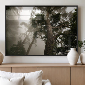 Misty Forest Canvas, Tall Trees Foggy Atmosphere Nature