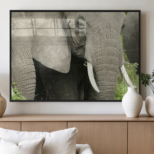 Wild Elephant Wall Art Canvas Print