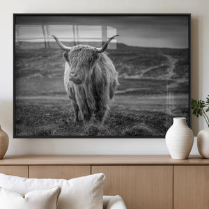 Fluffy Cattle Wall Art Print, Highland Cow Canvas, Framed