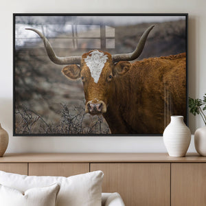 Texas Longhorn Canvas Wall Art - Longhorn Steer Canvas Wall