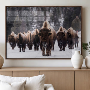 Bison Wall Art Canvas Print- Bison Herd Canvas Wall Art –