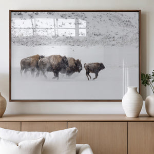 Bison Herd Decor Wall Art Canvas Print – Framed Snowy Bison