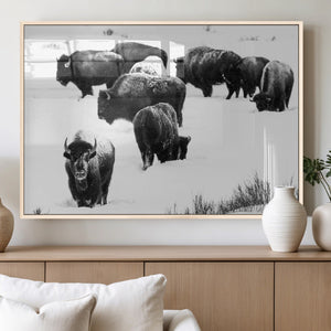 Buffalo Herd Wall Art Canvas Print – Framed Black and White