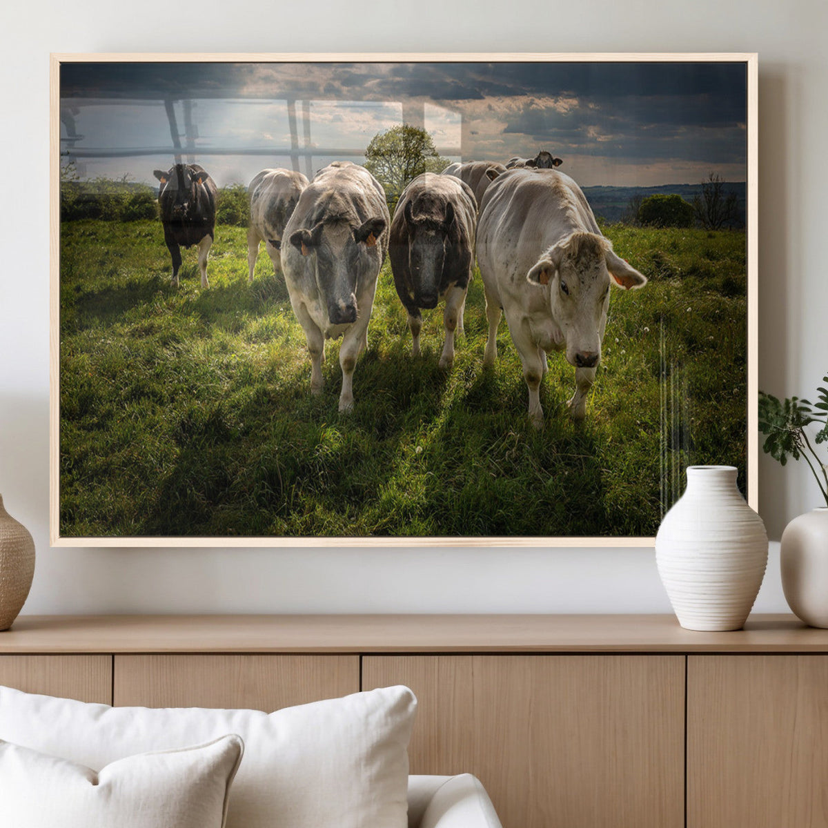 Grazing Cattle Herd Pasture Green Field Livestock Natural