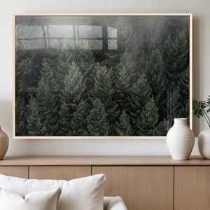 Dense Evergreen Forest Misty Morning Fog Pine Trees Woodland