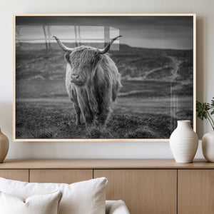 Fluffy Cattle Wall Art Print, Highland Cow Canvas, Framed