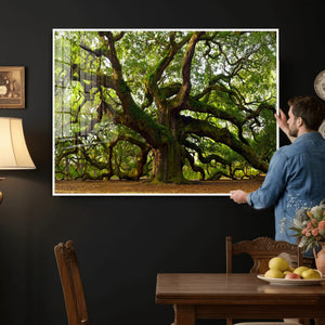 Angel Oak Tree Wall Art Canvas Print | Forest Tree Nature