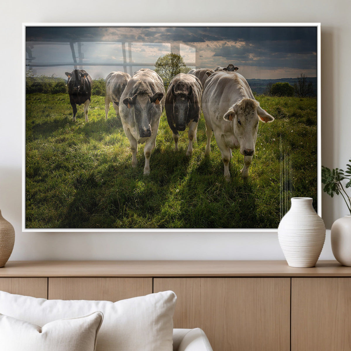 Grazing Cattle Herd Pasture Green Field Livestock Natural