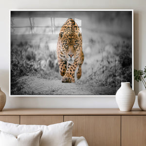 Jaguar Wall Art Canvas Print - Majestic Big Cat in Focused