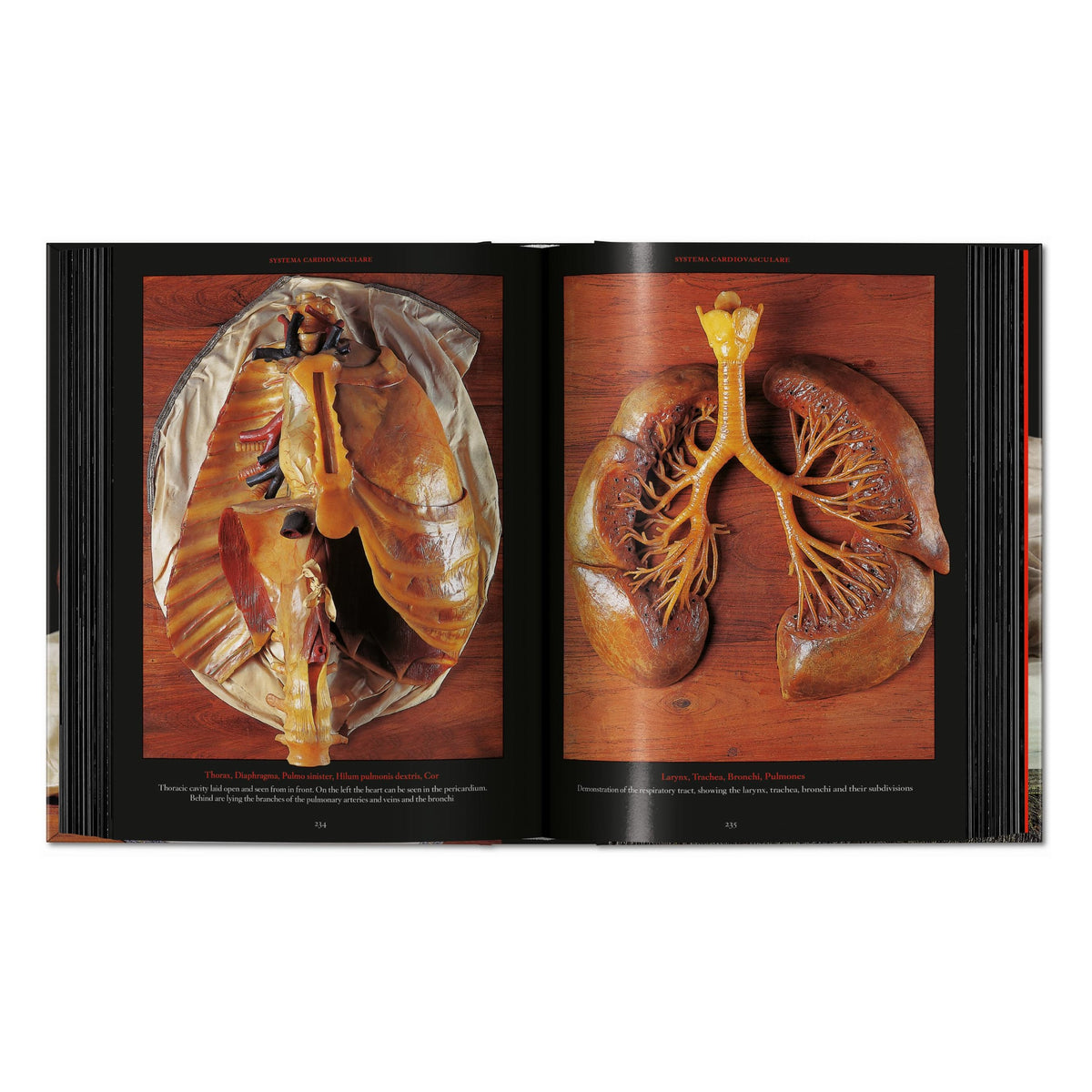 Anatomical Waxes. 45th Ed. (German, French, English)