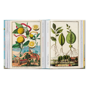 J. C. Volkamer. The Book of Citrus Fruits. 45th Ed. (German, French, English)