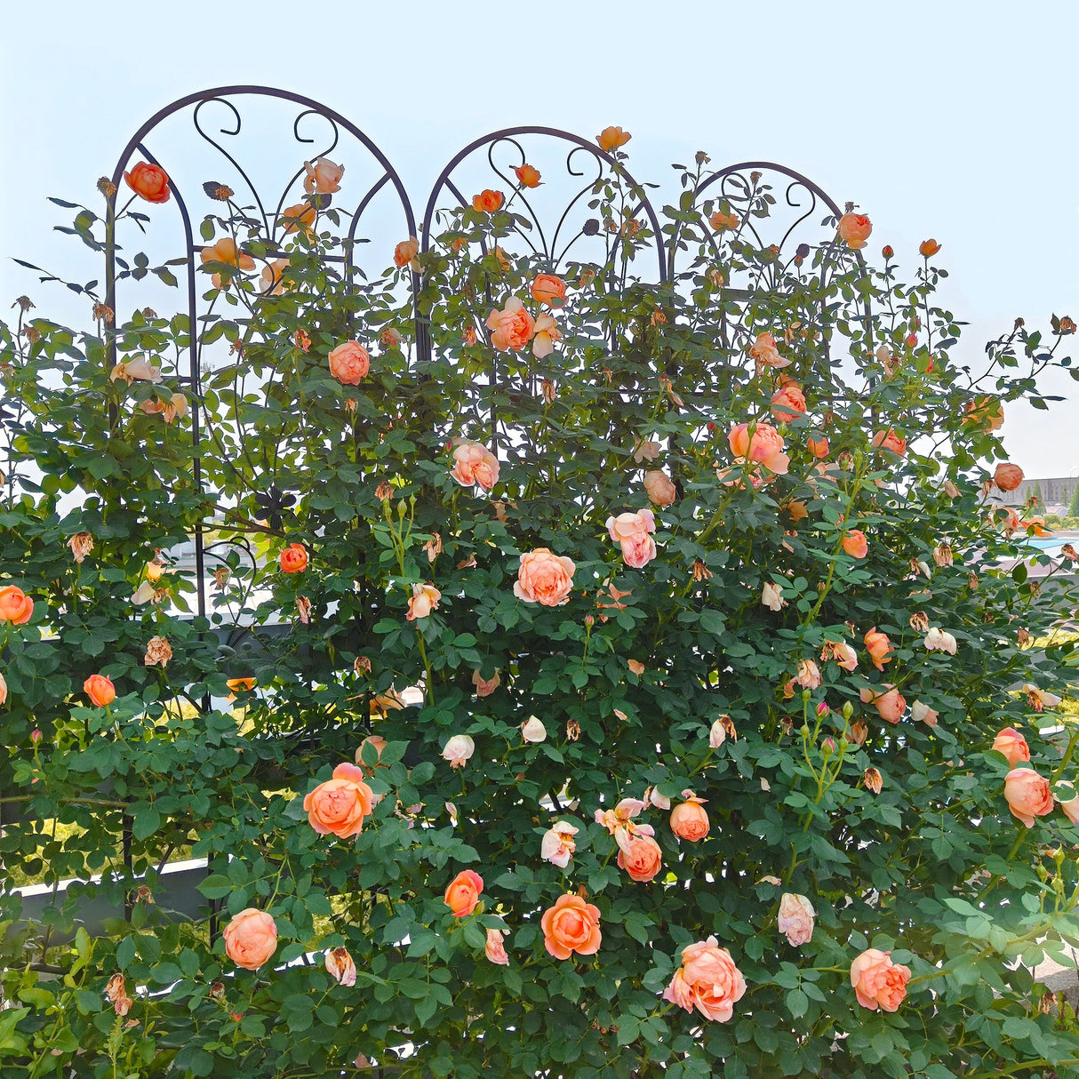4 Pack Metal Garden Trellis