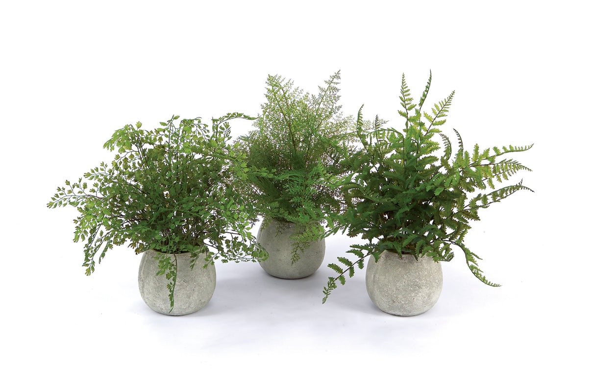 Potted fern plant in grey pot (set of 3)