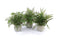 Potted-fern-plant-in-grey-pot-(set-of-3)-Pots-&-Planters
