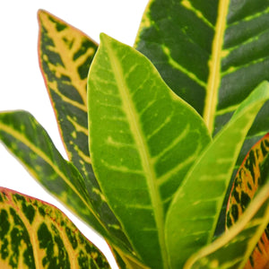 Croton Petra 'Joseph's Coat'