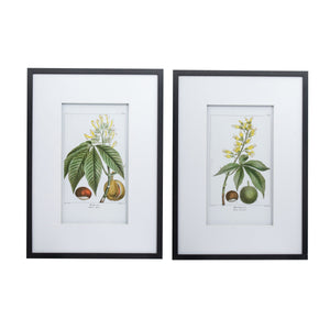19.7x27.6' Botanical Wall Arts, Set of 2