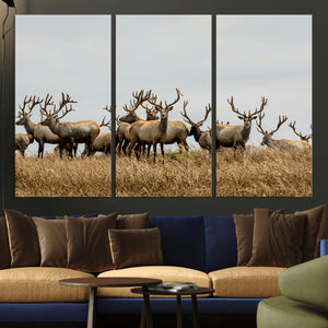 Elk Herd Wall Art Canvas Print – Framed Wildlife Photography