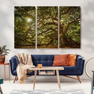 Ancient Angel Oak Tree Art Sunburst Canvas Print-
