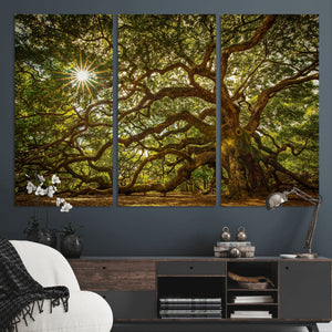 Ancient Angel Oak Tree Art Sunburst Canvas Print-
