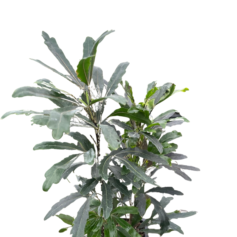 Aralia 'Green'