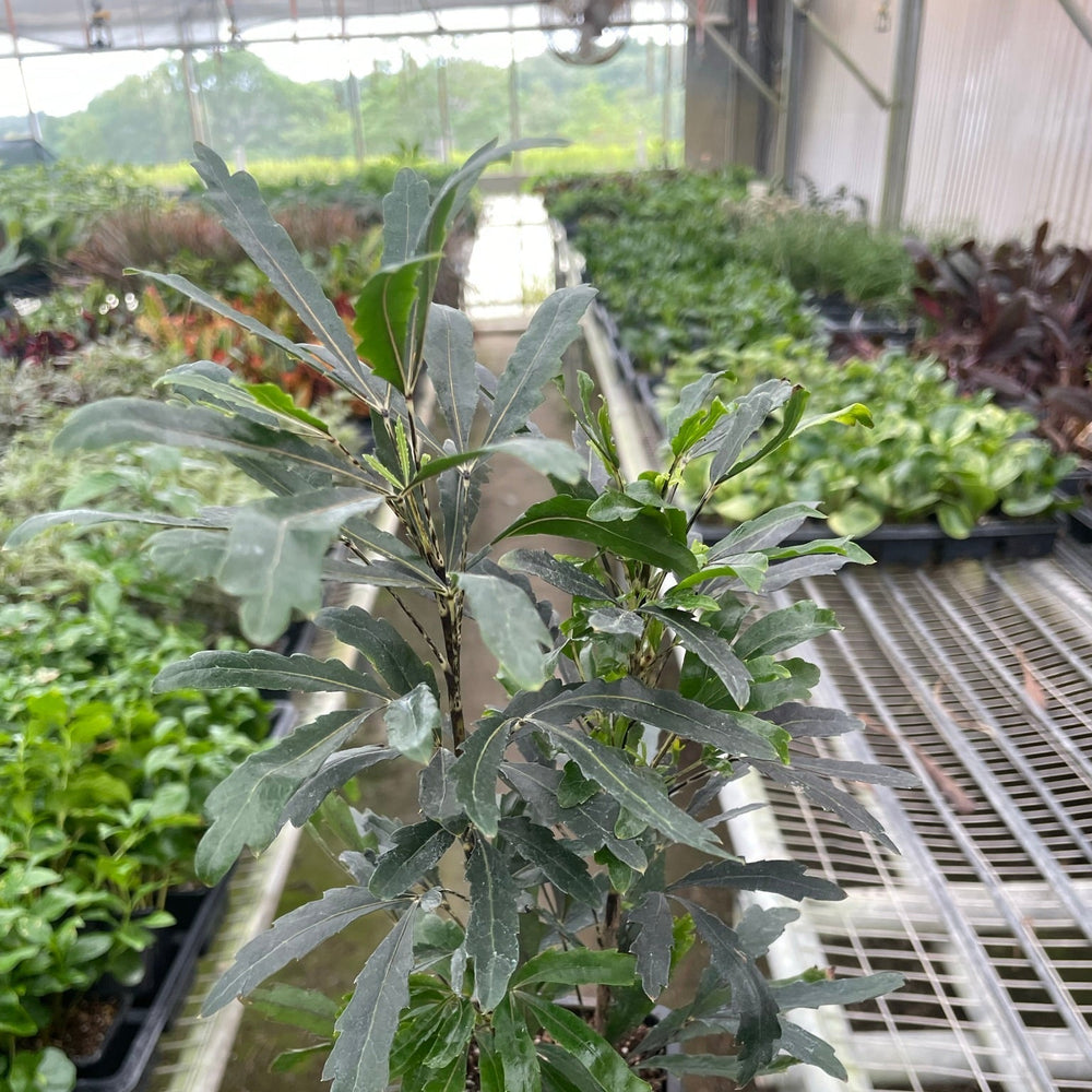 Aralia 'Green'