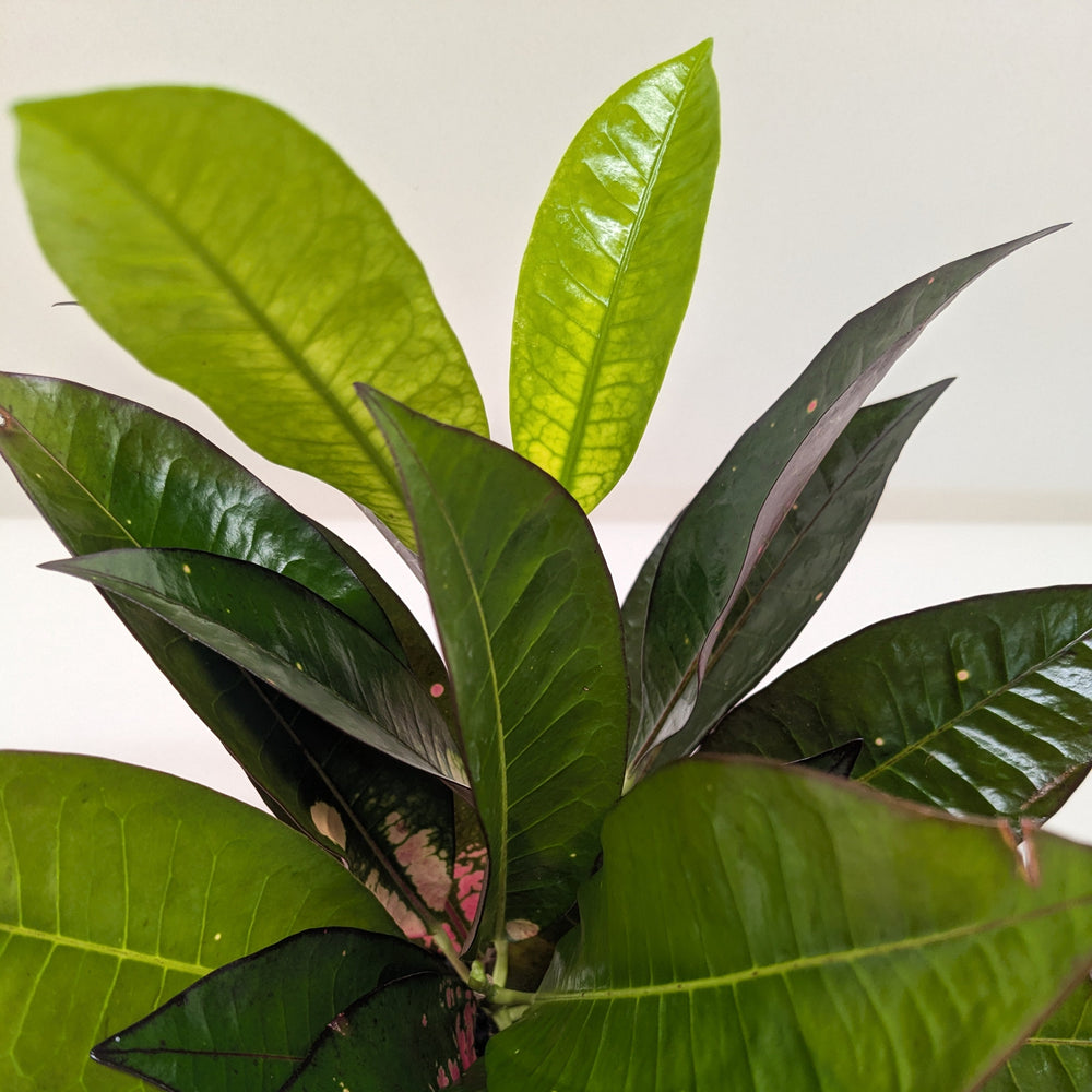Croton Iceton | Colorful Yellow to Red Tropical Plant | House Plant Shop