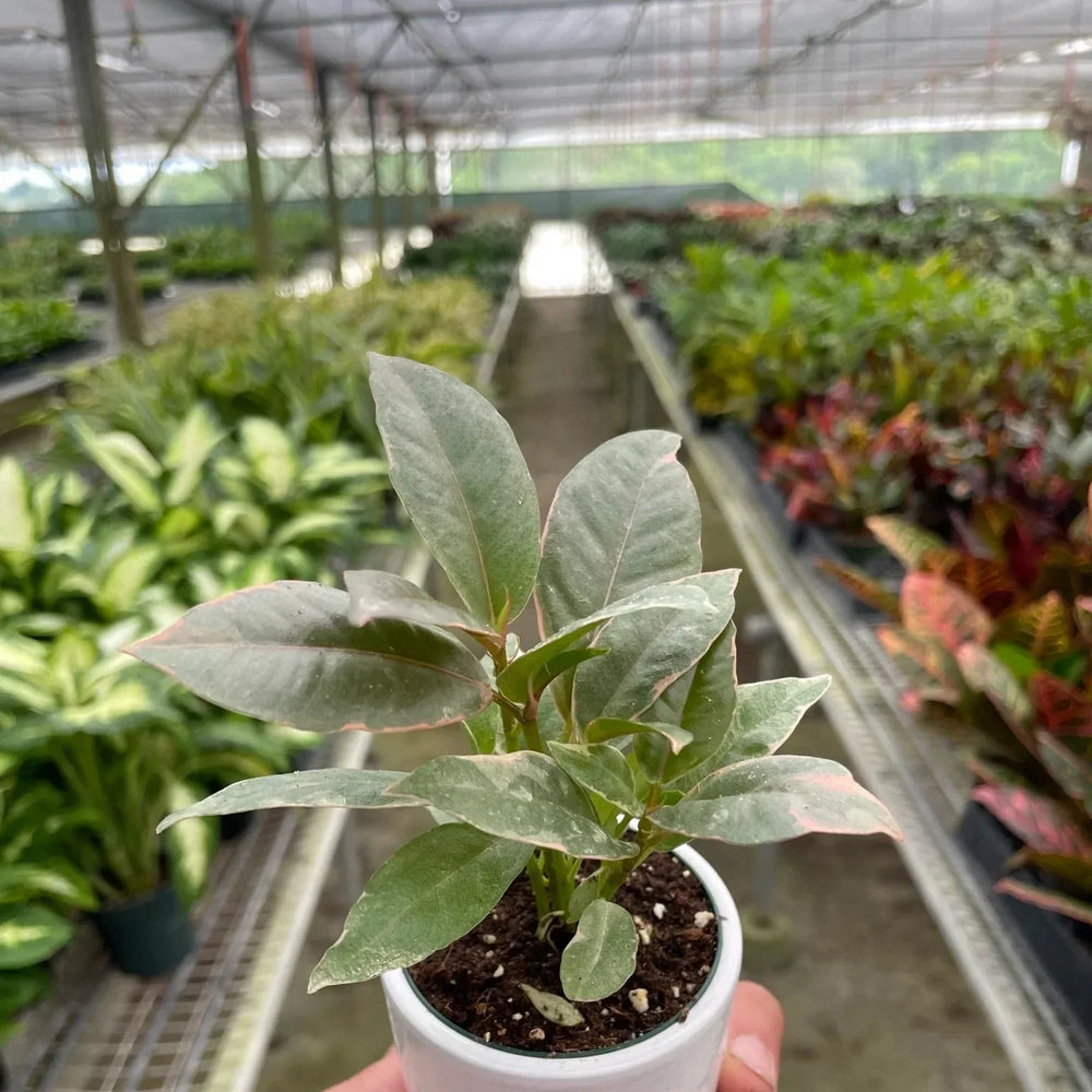 Ficus Elastica 'Tineke'